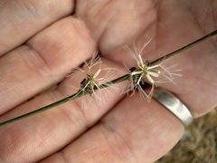 author not stated, no rights reserved Stephanomeria diegensis, photograph author not stated, no rights reserved