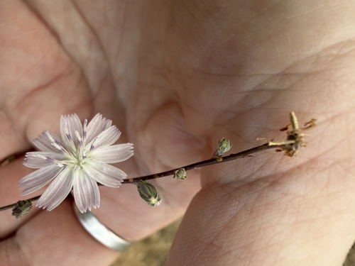 Stephanomeria diegensis, photograph 4