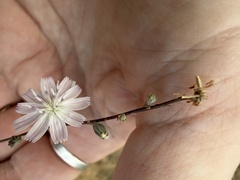 author not stated, no rights reserved Stephanomeria diegensis, photograph author not stated, no rights reserved