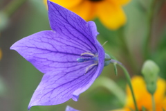 Platycodon grandiflorus
