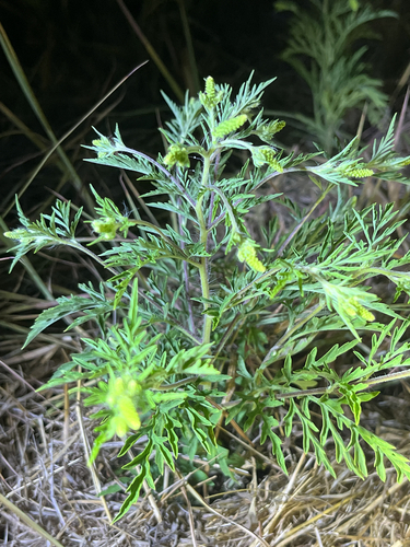 common ragweed
