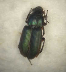Harpalus distinguendus