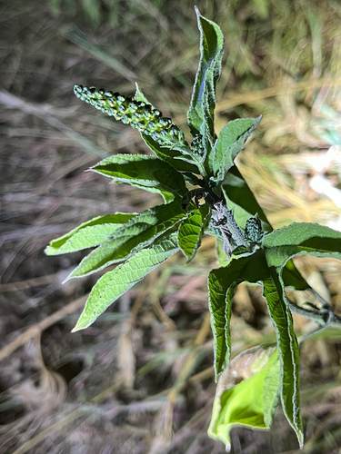 giant ragweed