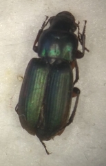 Harpalus distinguendus