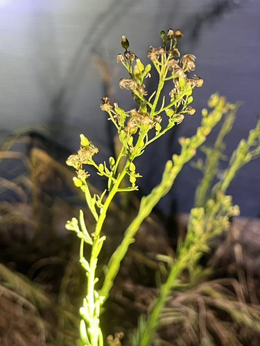 horseweed