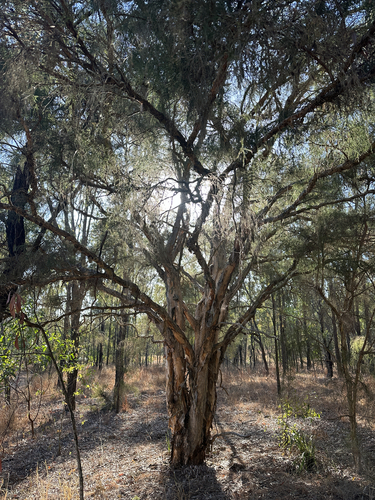Melaleuca irbyana, 2026-09-13