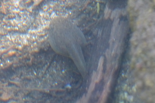 iNaturalist observation photo of American Bullfrog