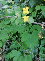 Chelidonium majus