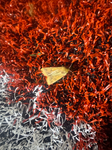 Corn Earworm Moth