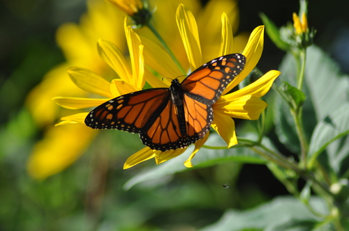 Monarch