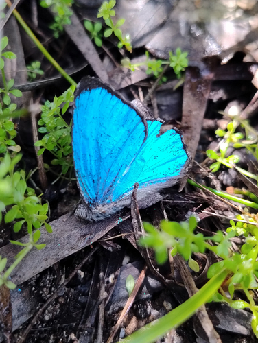 Silky Azure