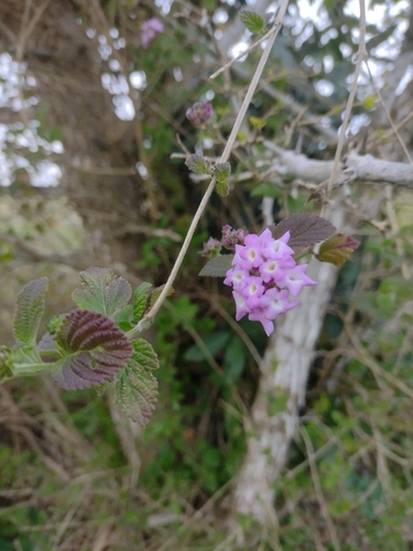 Lantana megapotamica, photograph 1