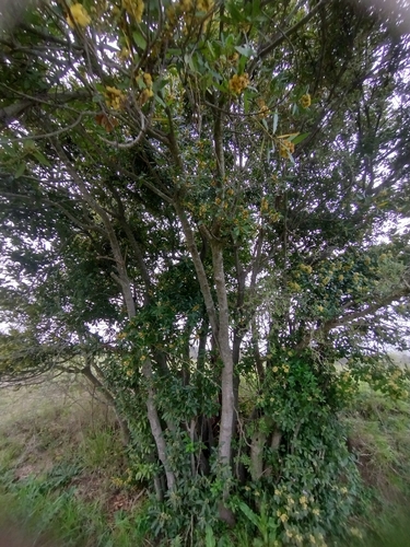 Lantana megapotamica, photograph 2