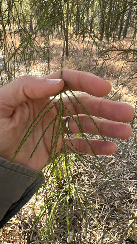 Melaleuca irbyana, 2026-09-13