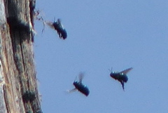 Xylocopa californica californica