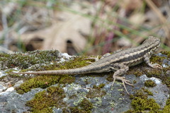 Sceloporus graciosus gracilis