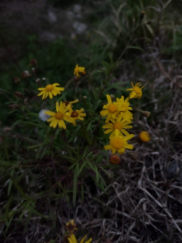 Senecio madagascariensis