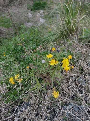 Senecio madagascariensis, photograph 2