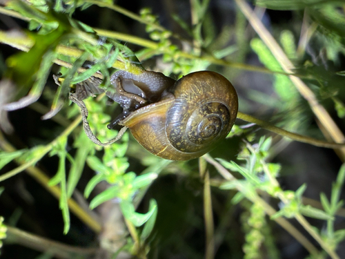 White-lip Globe Snail