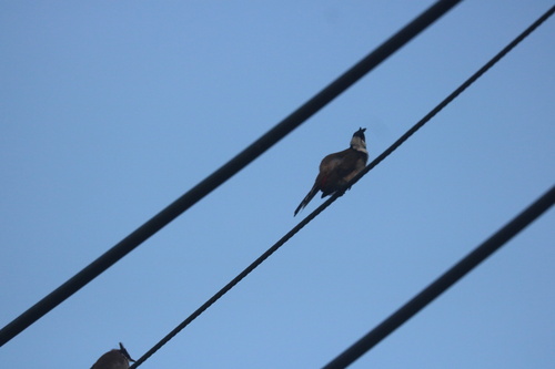 Red-whiskered Bulbul