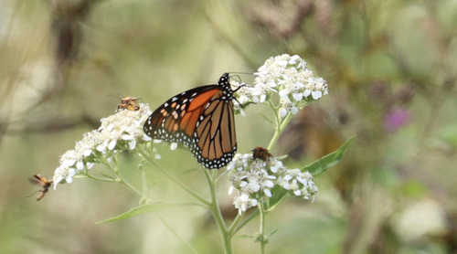 Monarch