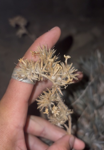 iNaturalist observation photo of Yellow-flowered Cryptantha