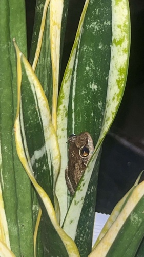 Common Coqui