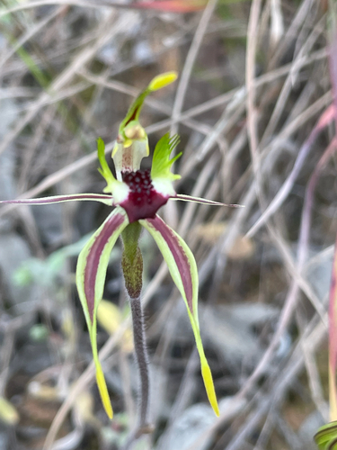 Mallee Spider-orchid