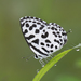 Common Pierrot - Photo (c) Milind Bhakare, some rights reserved (CC BY-SA)