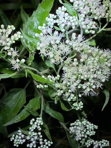 late boneset