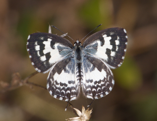 Common Pierrot photo 3