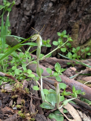 Pterostylis nana, photograph 3