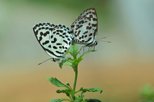 Common Pierrot photo 4