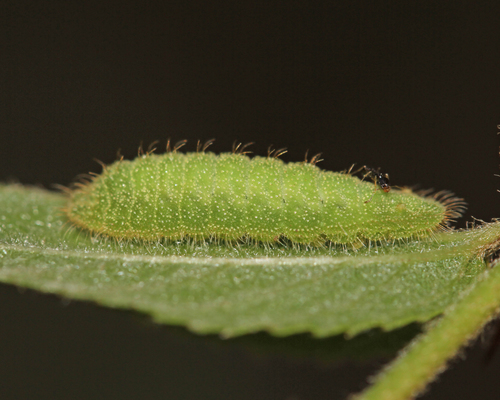 Common Pierrot photo 5