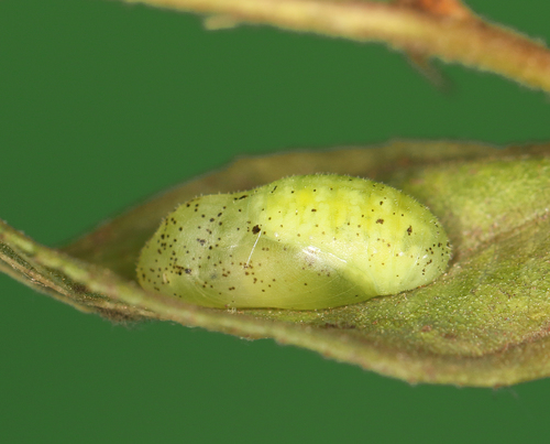 Common Pierrot photo 6