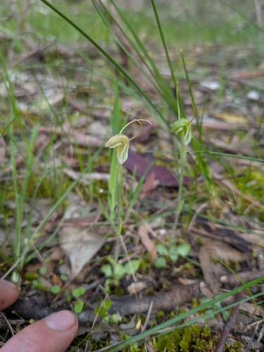 Pterostylis nana, photograph 4