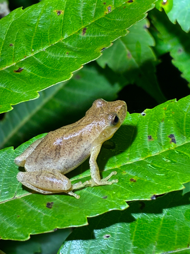 Spring Peeper