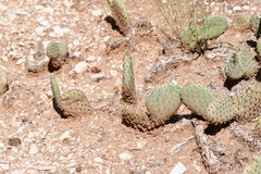 Opuntia aurea, photograph (c) Darrin Gobble, some rights reserved (CC BY)