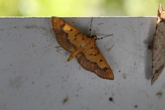Lygropia