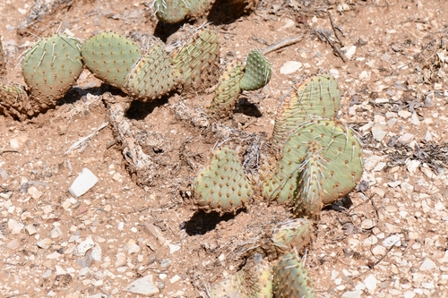 Opuntia aurea, photograph 3