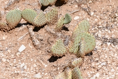 Opuntia aurea, photograph (c) Darrin Gobble, some rights reserved (CC BY)