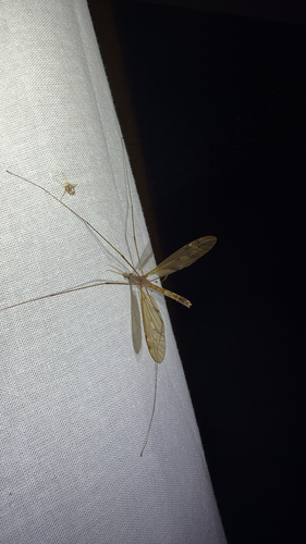 Tipula ultima photo 3