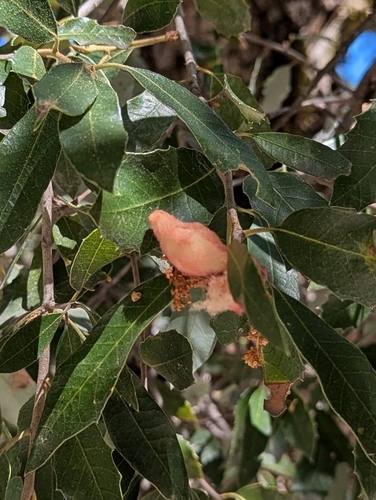 iNaturalist observation photo of Heteroecus