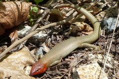 Plestiodon gilberti gilberti