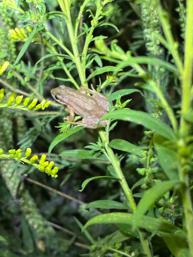 Boreal Chorus Frog