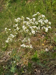 Galium glaucum