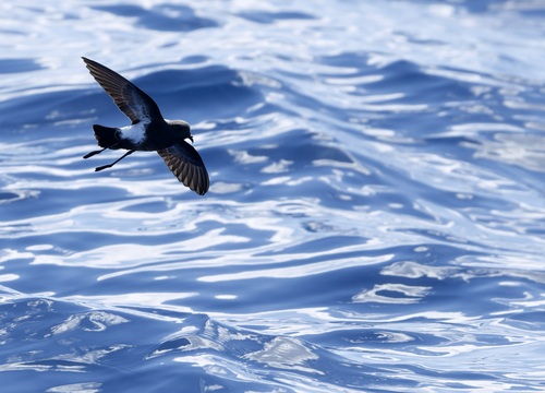 iNaturalist image