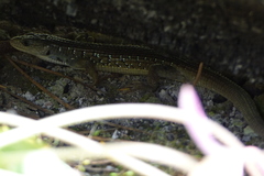 Elgaria coerulea palmeri