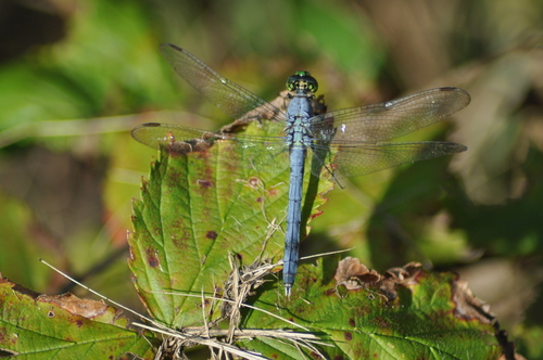 Eastern Pondhawk
