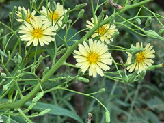 Lactuca indica, photograph (c) ITÔ, Hiroki, some rights reserved (CC BY)
